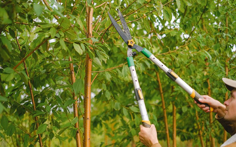 Tree trimming in Pacolet Mills, SC